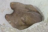 Lichid Trilobite (Echinolichas?) Hypostome - Oklahoma #68633-2